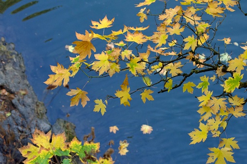 Branch of big leaf maple in fall colours hangs over blue water of Whitty's Lagoon, Vancouver Island, British Columbia