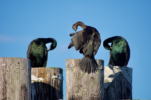 Three pelagic cormorants preen themselves while perched on pilings in sun, Sydney, British Columbia