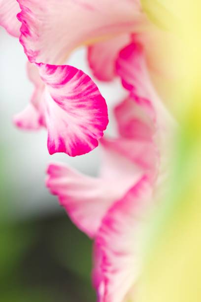 istock Abstracted macro of pink and white gladiola flower 1931296224