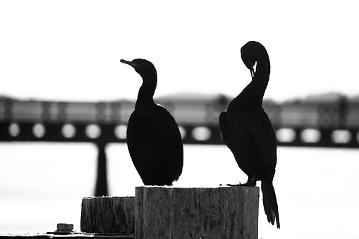 Black and white picture of two pelagic cormorant backlit by sun on pilings in November sun, Sydney, British Columbia