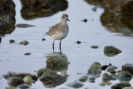 Black-bellied Plover in nonbreeding plumage wades in shallow tide pool in autumn, Clover point, Victoria, British Columbia