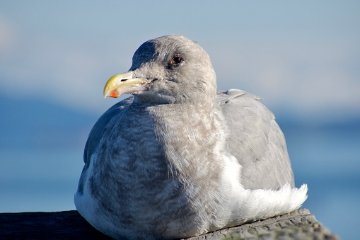 Alert looking nonbreeding adult glaucous-winged gull lying on railing in sun on November day, Sydney, British Columbia