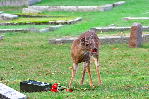 Black-tailed deer doe munches on roses left at a gravestone, Ross Bay Cemetery, Victoria, British Columbia
