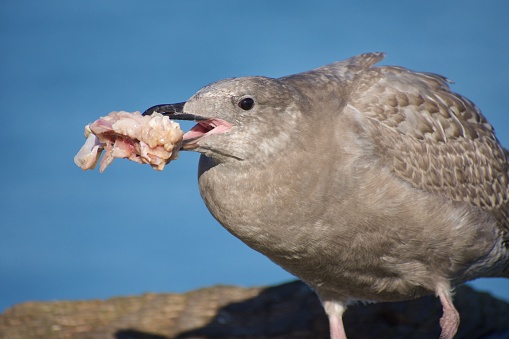 Immature glaucous-winged seagull holds large piece of fish it has scavenged while standing on wharf, Sydney, British Columbia
