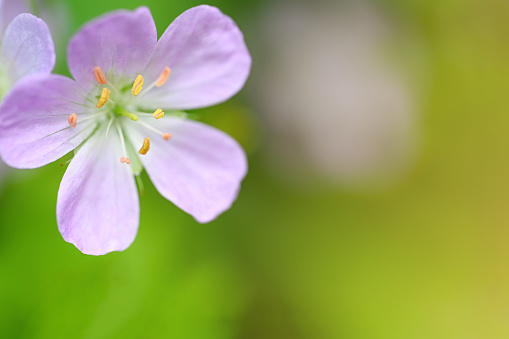 Majestic cherry blossoms. Macro close up. Copy space. Spring blooms. Spring storytelling. Greeting cards, postcards. Pink/purple flower details.