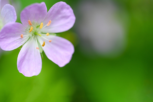 Columbine of the Alps  at Seyne les Alpes near Digne in Provence France.