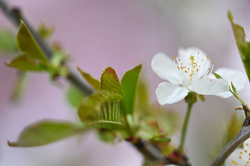 Image of a blooming nectarine tree