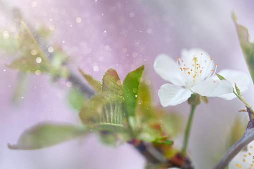 Majestic cherry blossoms. Spring blooms. Spring storytelling. Greeting cards, postcards. White flower, close up.