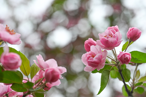 Majestic cherry / apple blossoms. Spring blooms. Spring storytelling. Greeting cards, postcards. Pink flowers. Close up.