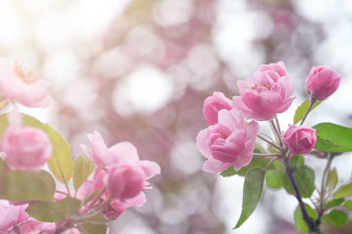 Pink flowers of a Japanese rose, Prunus serrulata