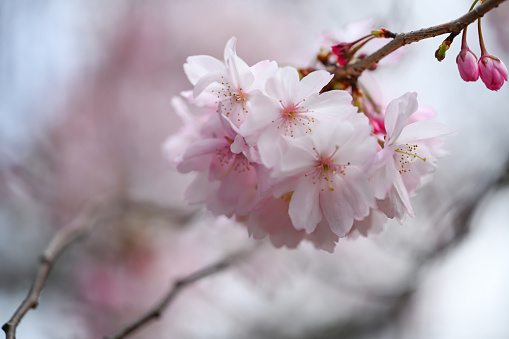 Majestic cherry blossoms. Spring blooms. Spring storytelling. Greeting cards, postcards.