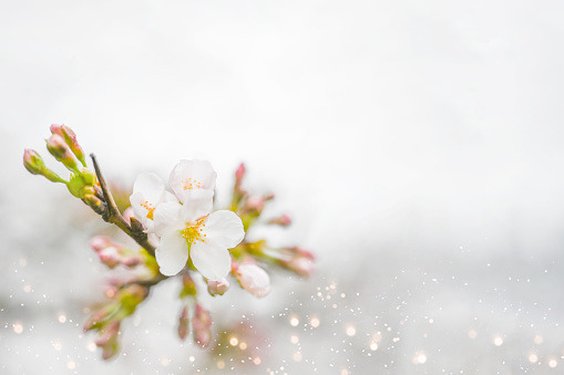 Cherry blossoms White background
