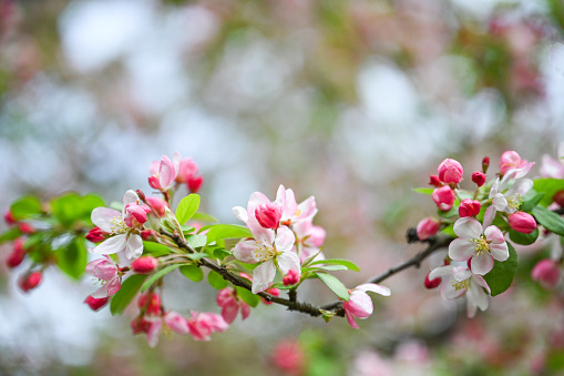 Fresh pink flowers of a blossoming apple tree with blured background. Blossoming an apple-tree. Pink flowers, Close-up.