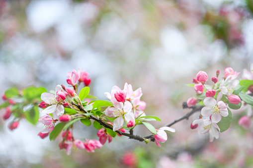 Beautiful Spring Nature background, soft focus. Frame of Flowers Apple tree close up. Branch with white Apple blossom on blur green background. Scenic template Web banner With Copy Space for design