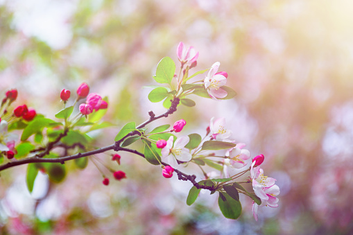 Beautiful Spring Nature background, soft focus. Frame of Flowers Apple tree close up. Branch with white Apple blossom on blur green background. Scenic template Web banner With Copy Space for design