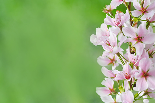 Majestic cherry blossoms. No Spring blooms. Spring storytelling. Greeting cards, postcards.