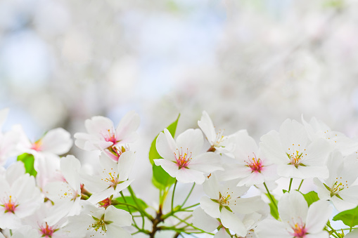 Majestic cherry blossoms. Spring blooms. Spring storytelling. Greeting cards, postcards. White flowers. Close up.