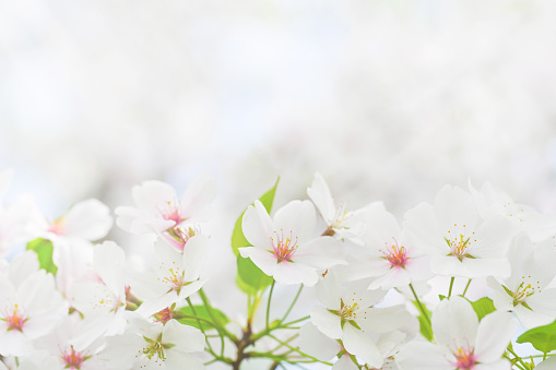 Majestic cherry blossoms. White flowers. No Spring blooms. Spring storytelling. Greeting cards, postcards. Copy space.