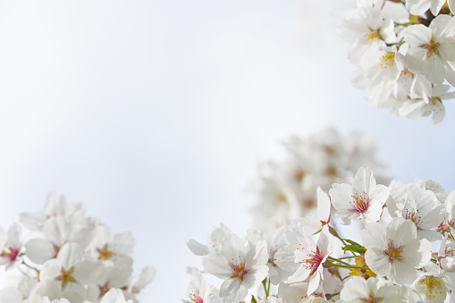 Majestic cherry blossoms. Spring blooms. Spring storytelling. Greeting cards, postcards. White flowers. Copy space.