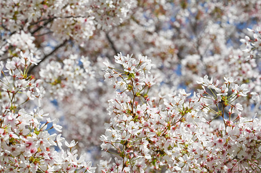 Majestic cherry blossoms. White flowers. No Spring blooms. Spring storytelling. Greeting cards, postcards. Full frame.