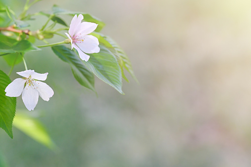 Azaleas flowers with leaves, White flowers isolated on white background with clipping path