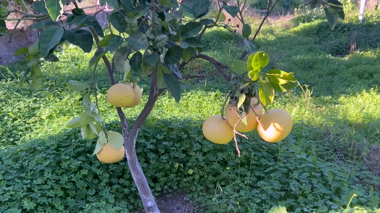 Turning around a small grapefruit tree high angle view