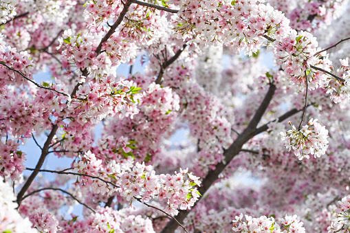 Majestic cherry blossoms. Spring blooms. Spring storytelling. Greeting cards, postcards.