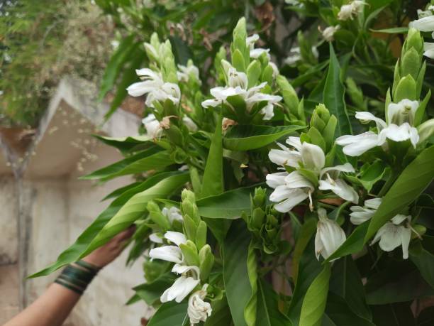 primer plano de la planta de adhatoda vasica o justicia adhatoda que muestra hojas y blosssam blanco - vasica fotografías e imágenes de stock