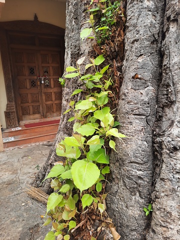 closeup of foliage grown out of trunk of old Ficus religiosa tree