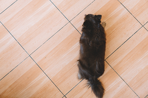 Cute dog relaxing on floor at modern living room