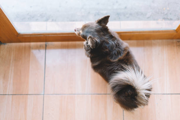 istock Cute dog relaxing on floor at modern living room 1931385608