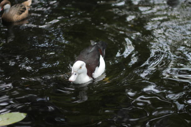 A Radjah shellduck is swimming in the pond