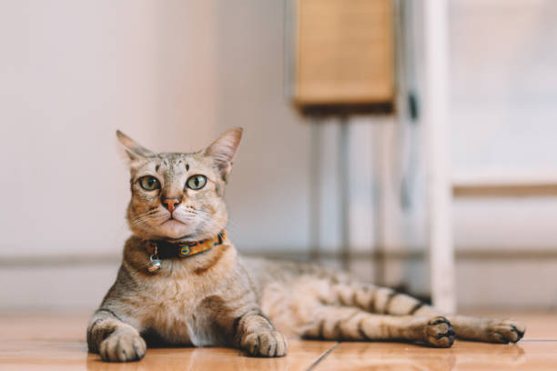 istock Cute cat relaxing on floor at modern living room 1931392770