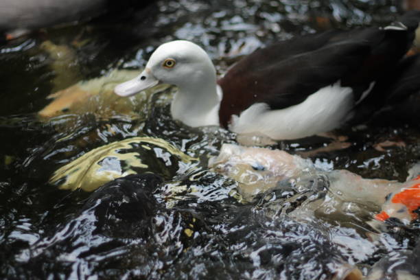 A Radjah shell duck is swimming in a pond, surrounded by koi and goldfish