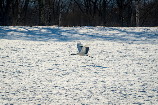 Three goose decoys on a frozen pond