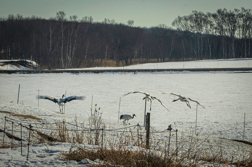Flock of red-crowned cranes in the snow