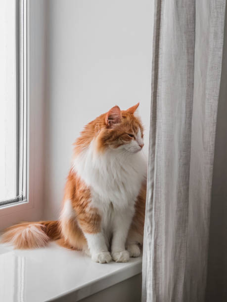 istock A beautiful red-haired cat with closed eyes is sitting on the windowsill 1931457954