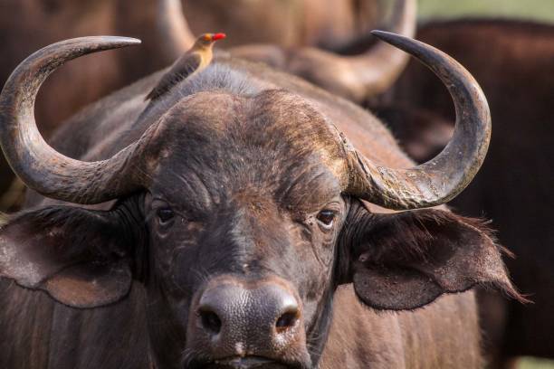 istock Red billed oxpecker sitting on a buffalo 1931466135