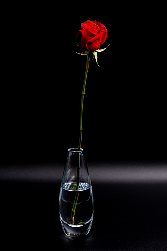 Red rose in a clear glass vase against a black background