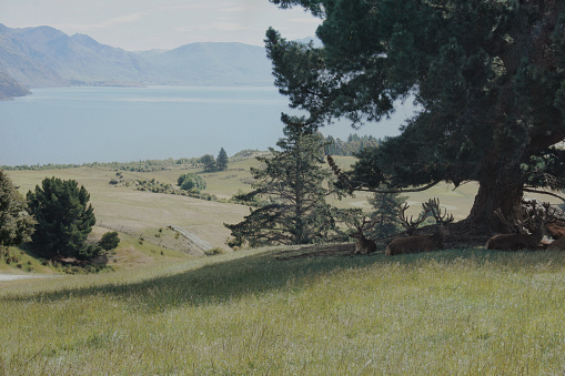 Tranquility time in nature with deer family