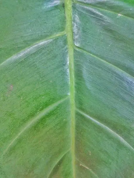 Full frame of fresh leaf of Philodendron erubescens also known as red-leaf philodendron. Background and texture