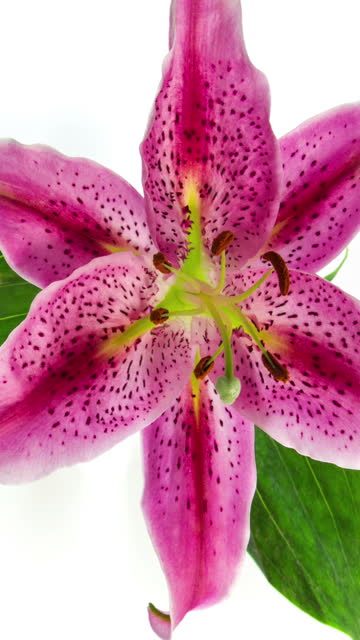 Blooming Stargazer Lily