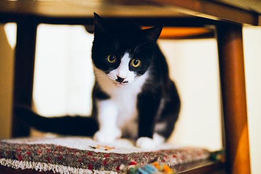 Black and white kitten sitting on a rug.