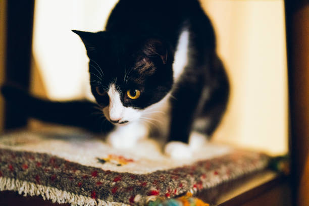 istock Black and white kitten sitting on a rug. 1931534143