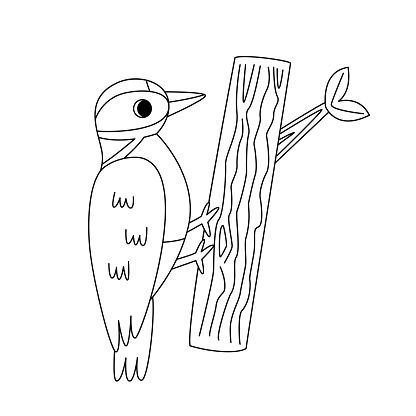 Vector illustration of cute cartoon woodpecker. Coloring page. Vector illustration.