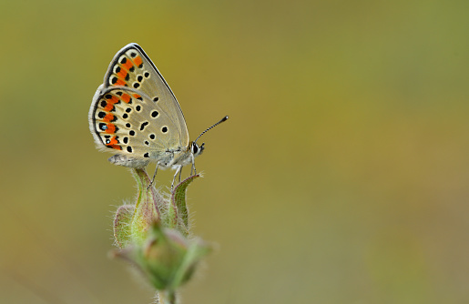 Plebejus carmon  on the flower