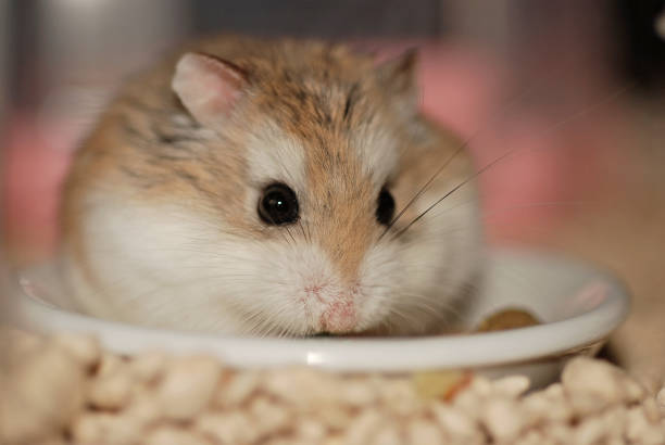 A Roborovski hamster is eating a meal on a plate A Roborovski hamster is eating a meal on a plate roborovski hamster stock pictures, royalty-free photos & images
