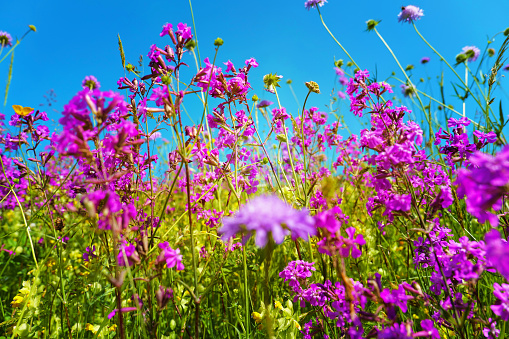 Wildflowers under the blue sky .Flower garden in natural style. Meadow grasses.natural beautiful background. Summer flowers and grass close-up on a sunny summer day.Summer mood.