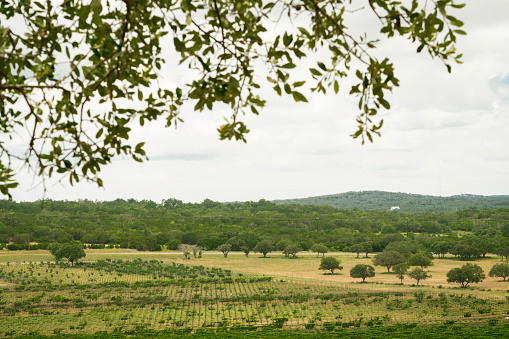 Terraced vineyards in Texas Winery Hill Country, Texas, USA
