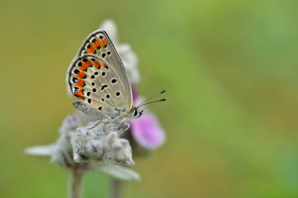 istock Plebejus carmon 713 1931592911